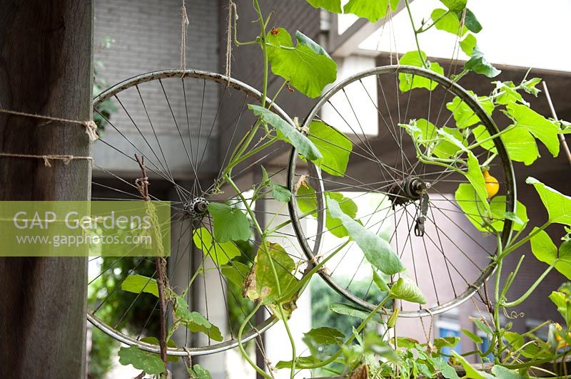 Pumpkin plant growing on bicycle wheels on an Amsterdam balcony