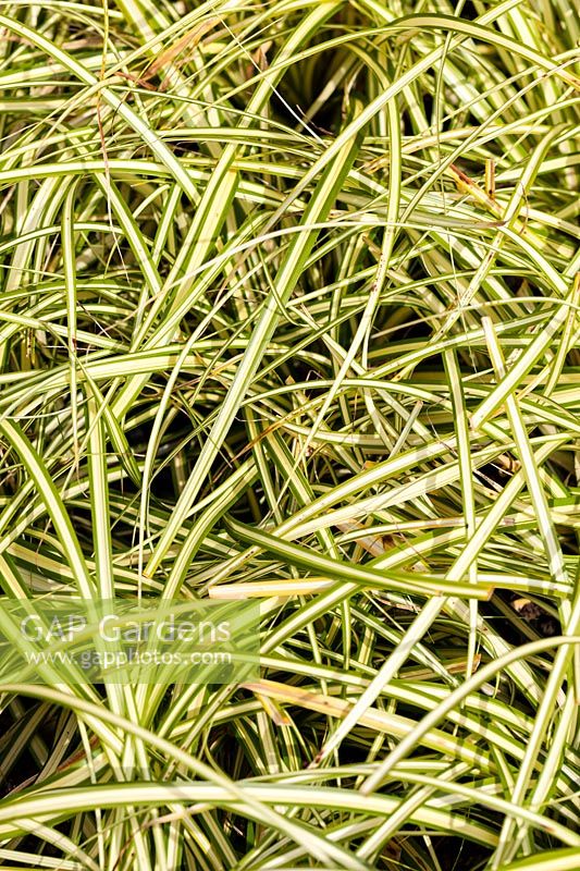 Carex oshimensis 'Evergold' AGM