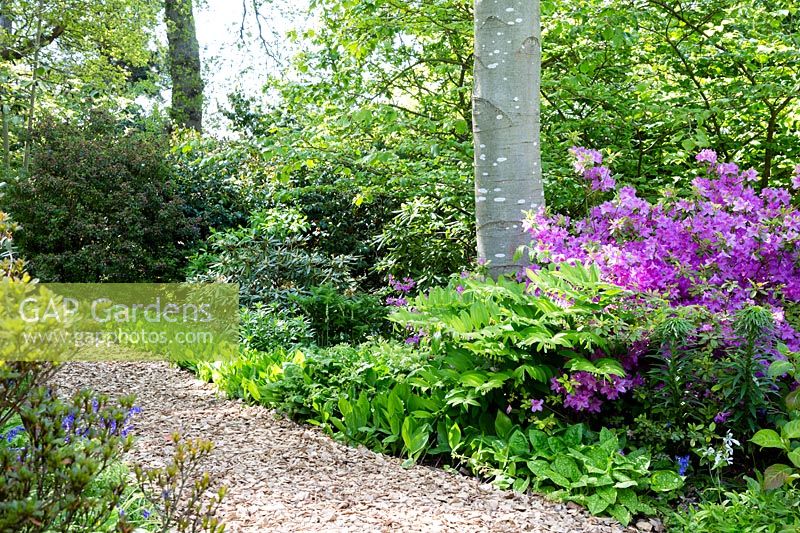 Mulched woodland pathway through Spring planting with Rhododendrons, Polygonatum Species, Pulmonaria officinalis and Hosta species