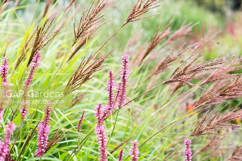 Miscanthus transmoriensis 'Golden' form and pink flowers of Persicaria amplexicaulis 'October Pink'