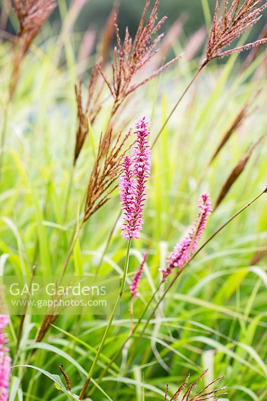 Miscanthus transmoriensis 'Golden' form and pink flowers of Persicaria amplexicaulis 'October Pink'