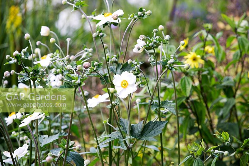 Anemone x hybrida 'Coupe d'Argent' flowering in August - Japanese Anemone
