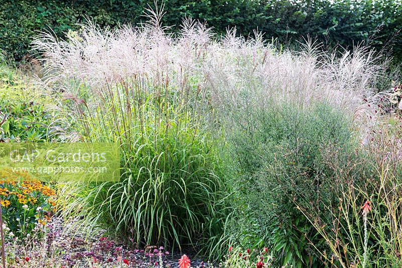 Miscanthus transmoriensis flowering in a mixed prairie style border  