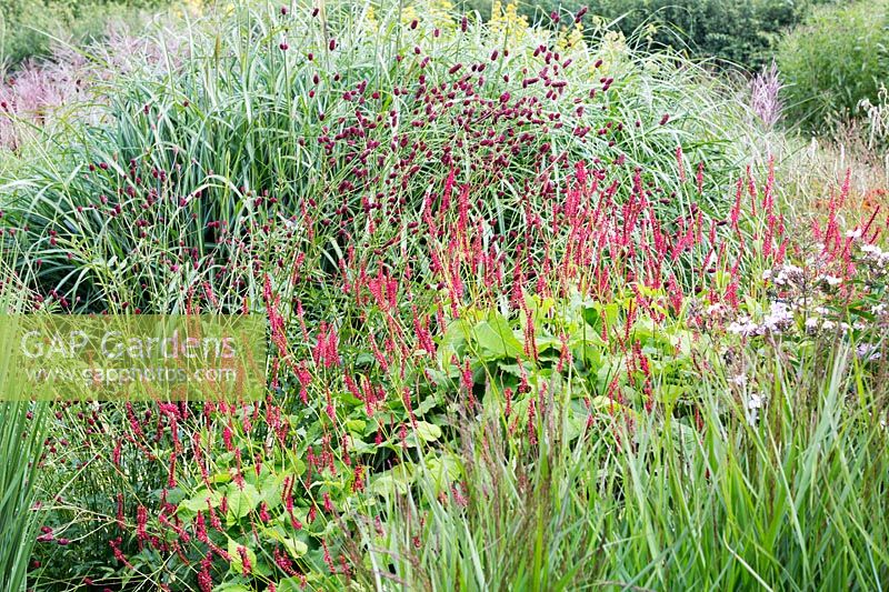 Persicaria amplexicaulis 'Firedance', Sanguisorba tenuifolia 'Bordeaux' with mixed ornamental grasses flowering in a border