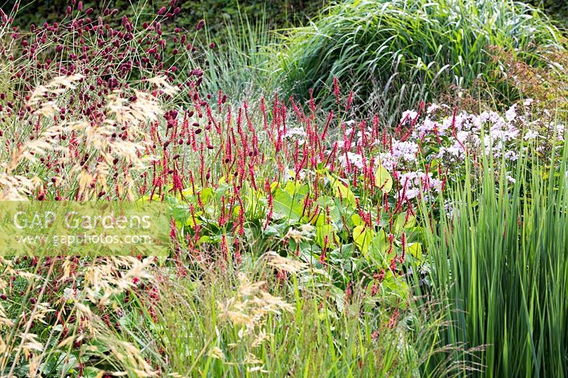 Persicaria amplexicaulis 'Firedance', Sanguisorba tenuifolia 'Bordeaux', Phlox 'Utopia' with mixed ornamental grasses flowering in a border