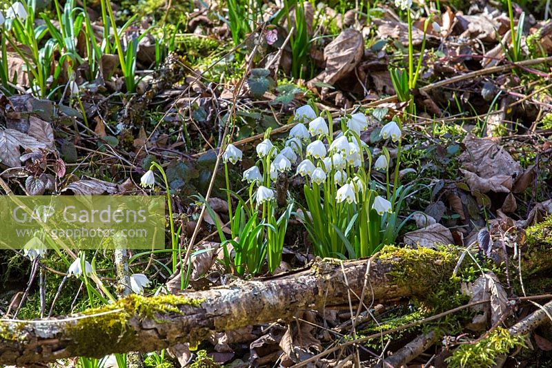 Leucojum vernum in natural habitat in the Wolfstal situated in the Swabian Mountains, Germany