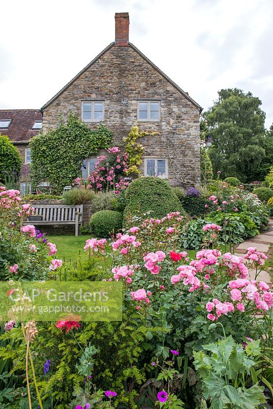 Old Somerset Farm worker's Cottage in a tiny hilltop village. Rosa 'Nathalie Nypels', Yew and Opium Poppies - Papaver somniferum