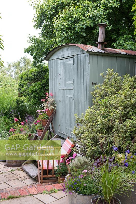 Old Dorset Shepherd's Hut c1900 rescued from the bonfire.  Ladder with pots of Pelargoniums
