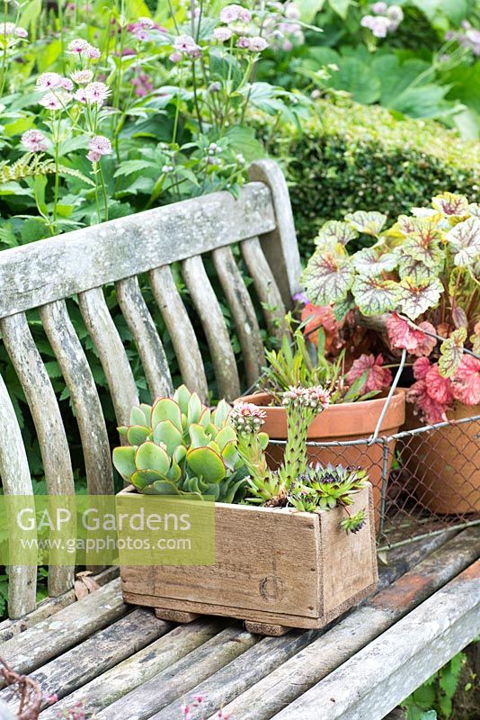 Succulents in a wooden box on the garden bench
