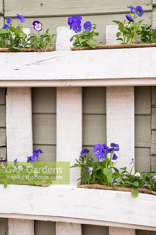 White pallet planter with mix of Viola 'Coconut Swirl' and Viola 'True Blue'