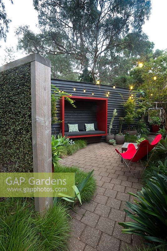 View through to paved area framed by a freestanding timber green screen planted with Muehlenbeckia complexa. A black painted timber wall with a red seating pod attached to it a red canvas retro butterfly chair and a collection of large pots with a maple and various succulents.