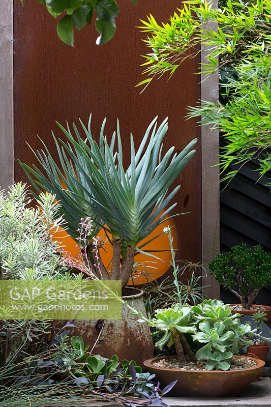 A specimen plant, Aloe pilicatilis, Fan Aloe growing in a repurposed metal concrete mixer, with fleshy silver green leaves, in front of a rusty corten steel screen surrounded by a collection potted succulents.