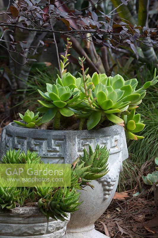 Two rustic retro cast cement pots with an Aloe juvenna, Tiger tooth aloe and an Echeveria species with bright green fleshy leaves.