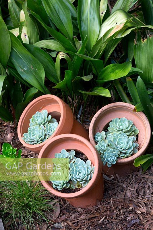 A group of three repurposed terracotta sewer pipes planted with Echeveria in front of a clump of Aspidistra elatior, cast iron plant.