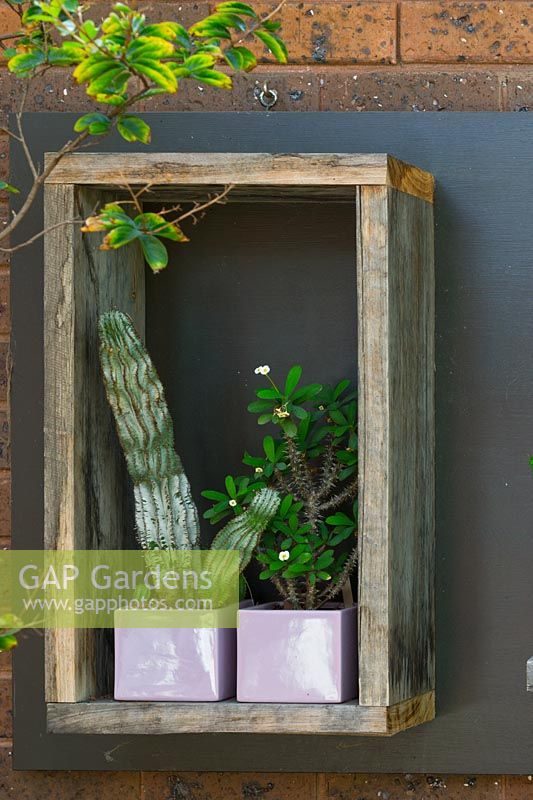 Recycled timber display box mounted onto a black painted timber board attached to a brick wall, with two Euphorbias in square mauve glazed pots.