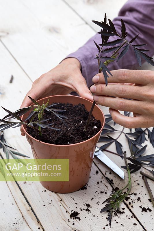 Planting Sambucus 'Black Lace' cuttings, making sure they are evenly spaced apart