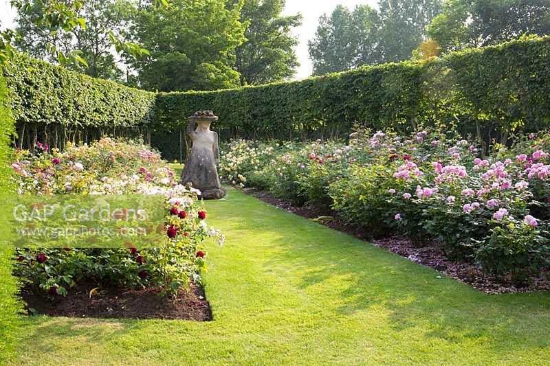 David planted the rose garden in 2015 and placed one of his favourite sculptures by Pat, his wife of the Lady with the ducks on her head on the grass path between the two borders.