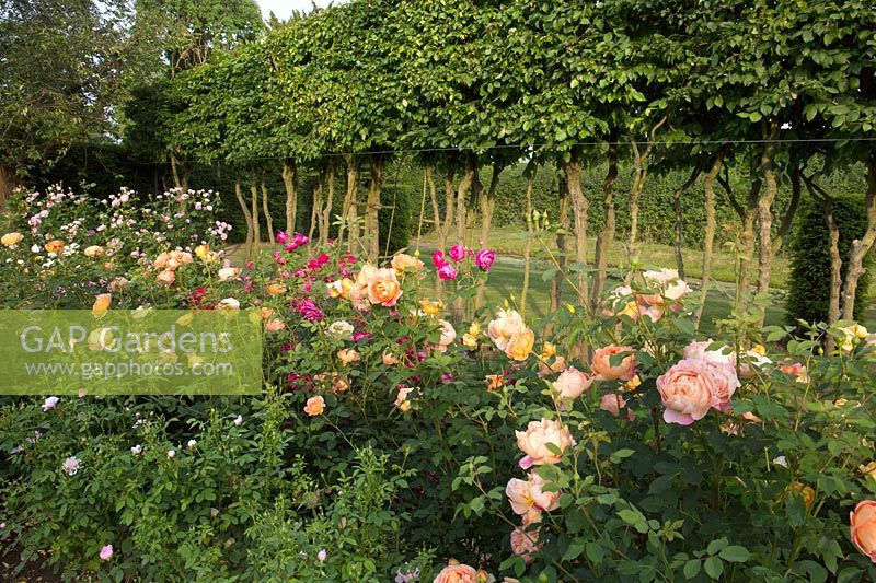 David planted the rose garden in 2015.