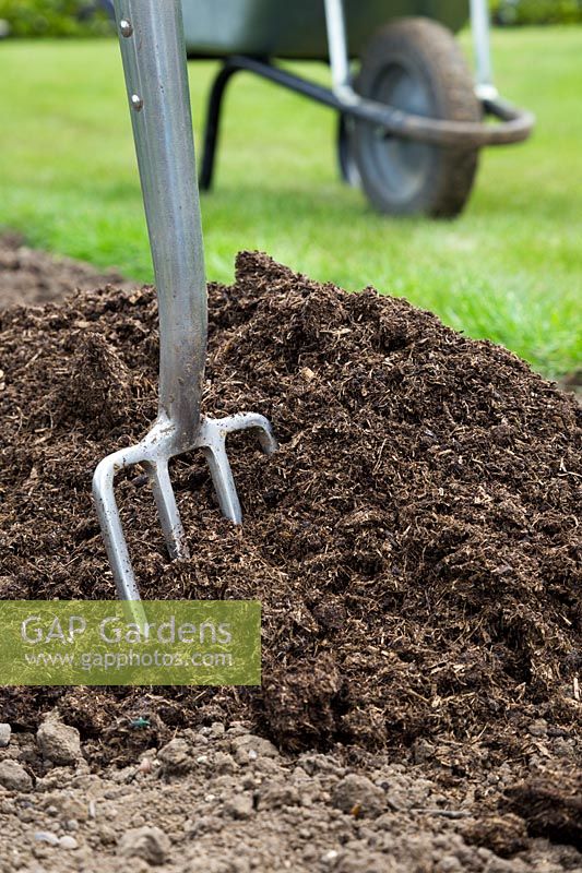 Ready to dig in manure to garden border with fork to improve soil