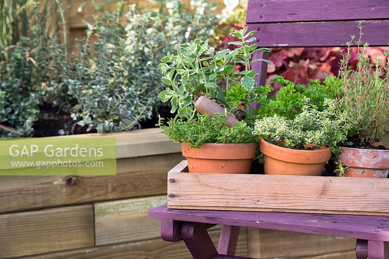 Selection of potted herbs in wooden tray