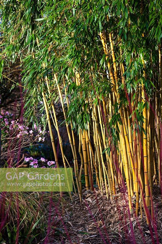 Phyllostachys aureosulcata 'Spectablis' - Bamboo