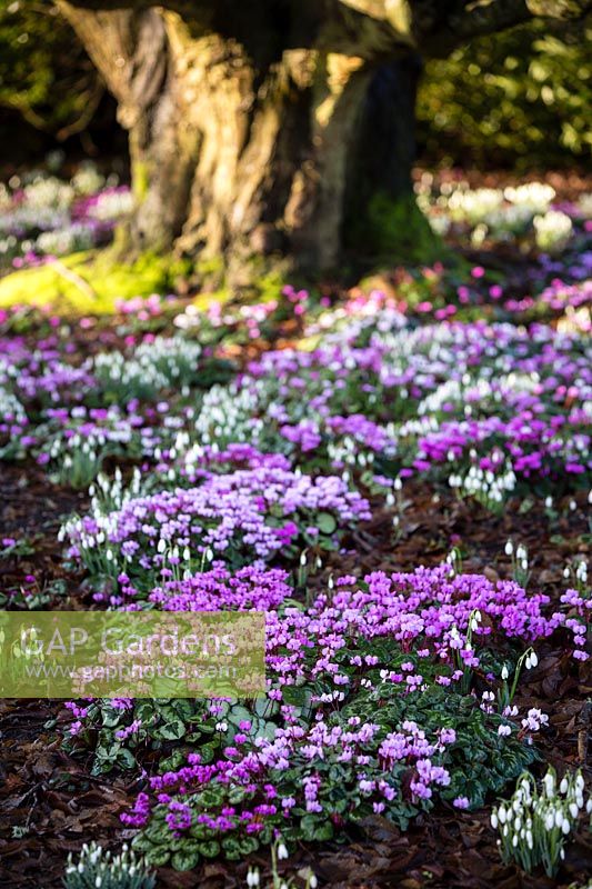 Cyclamen coum and Galanthus nivalis in Winter border