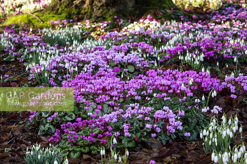 Cyclamen coum and Galanthus nivalis
