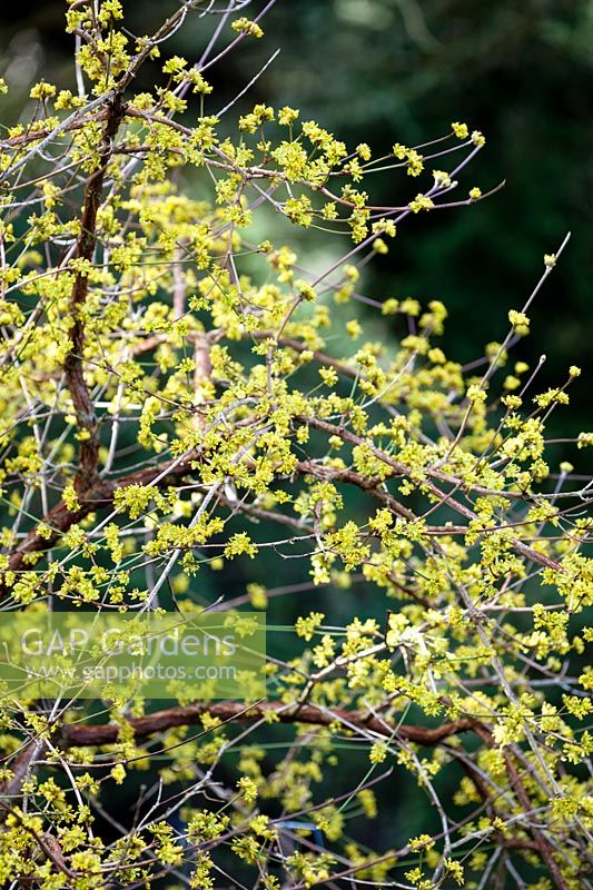Cornus mas 'Spring Glow' - Cornelian cherry