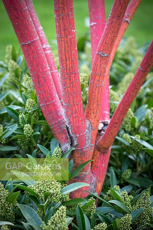 Acer conspicuum 'Phoenix' and Skimmia x confusa 'Kew Green'