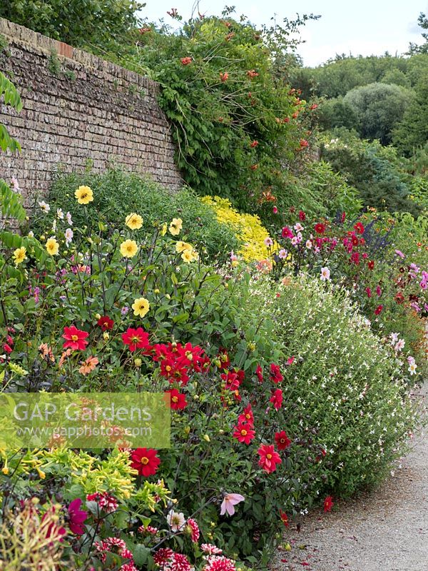 Herbaceous border in the world garden with Cosmos and Dahlia. Lullingstone Castle, Eynsford, Kent