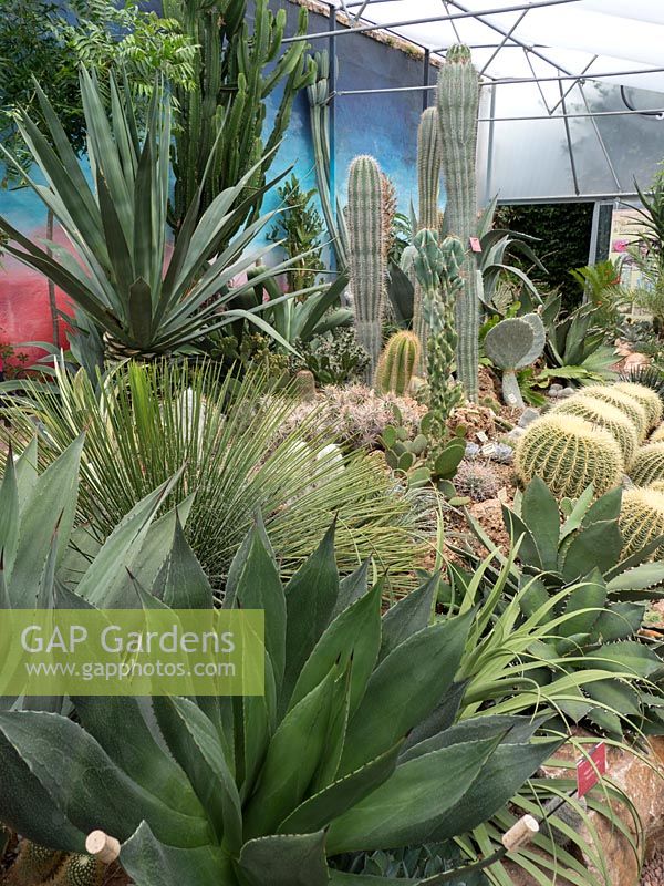 Cactus and Succulent collection with Echinocactus, Agave, Yucca, Opuntia and Pachycereus pringlei. Lullingstone Castle, Eynsford, Kent, World garden