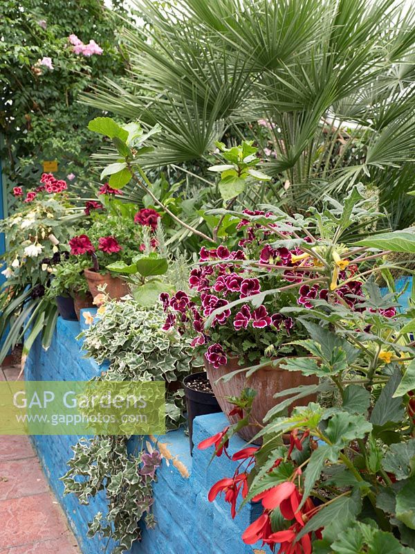General plant collection in the arid greenhouse. Lullingstone Castle, Eynsford, Kent