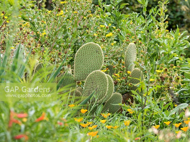 Opuntia planted in the Mexican garden surrounded by annual flowers