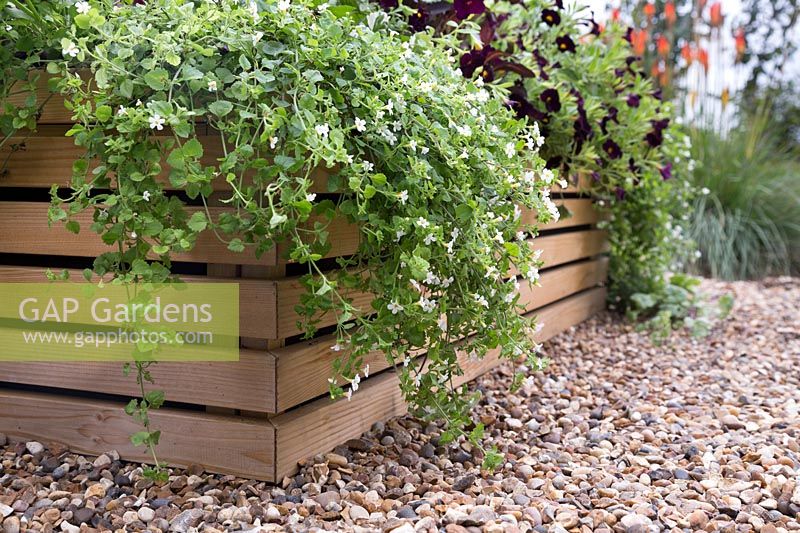 Wooden planter with black and white planting including Bacopa, Iresine, Helichrysum, Calibrachoa and Weigela 'Wine and Roses'