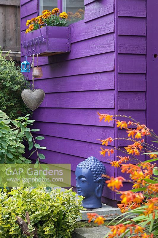 Purple painted shed with marigolds in windowbox and shrubs in front - August