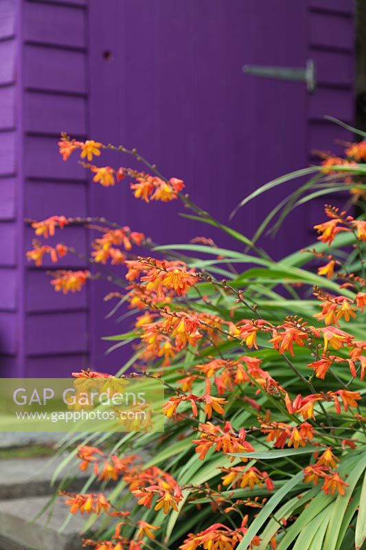Crocosmia crocosmiflora in front of purple painted shed - Montbretia - August