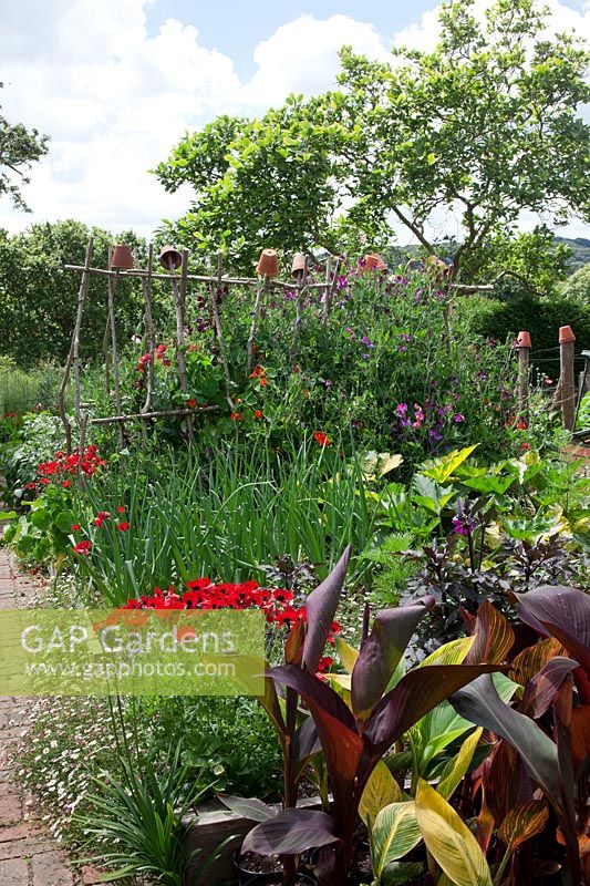 Kitchen garden full of flowers, Canna 'General Eisenhower', 'Striata' and 'Durban'. Onion 'Red Baron'. Courgette 'Parador' F1 Hybrid, Sweet peas include 'Matucana' and 'Painted Lady', Ladybird Poppies and Erigeron. 