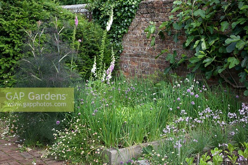 Raised oak sleeper beds in kitchen garden filled with Lettuce and edged with Chives, self sown Bronze Fennel, Erigeron, Digitalis and a Fig on the wall.