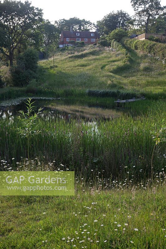 View to the house over the natural pond with Leucanthemum vulgare - Ox-eye Daisy and Typha angustifolia - Lesser Bullrush