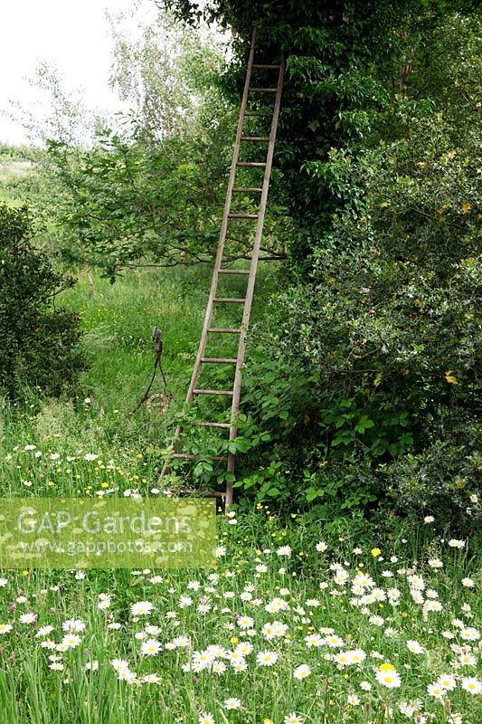 Old orchard ladder leaning against a tree in meadow full of Ox-Eye Daisies.