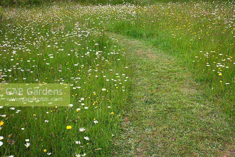Mown pathway through meadow with Leucanthemum vulgare - Ox-eye Daisy, Hawkbit and Ranunculus acris - Meadow Buttercup