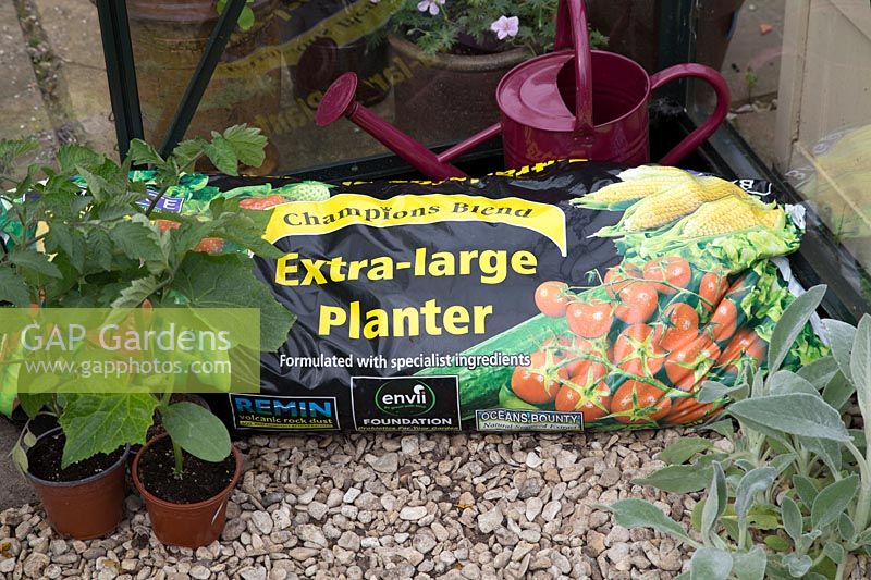 Ingredients for step by step planting tomatoes and cucumbers in growbag in greenhouse in Spring