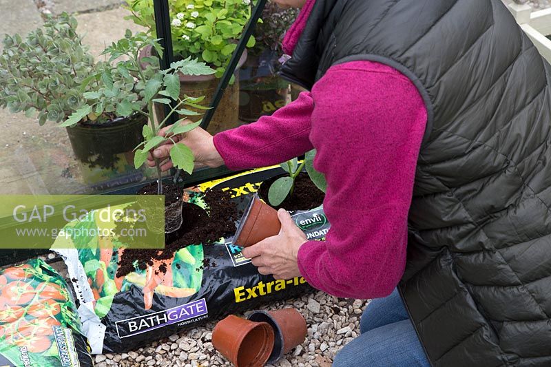 Woman planting young tomato plant in growbag