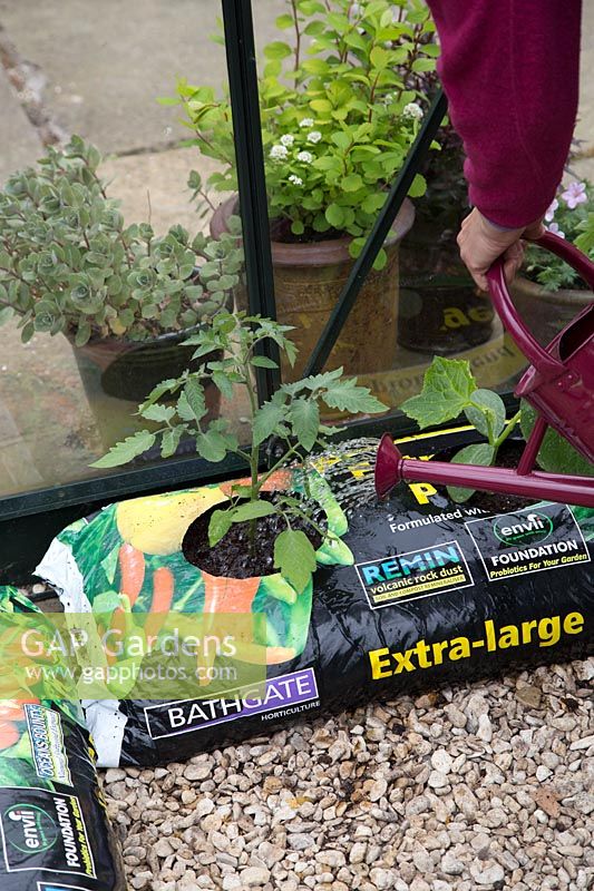 Woman watering newly planted Tomato plant in growbag
