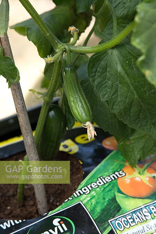 Cucumber F1 Mini in growbag with cucumbers ready for harvest