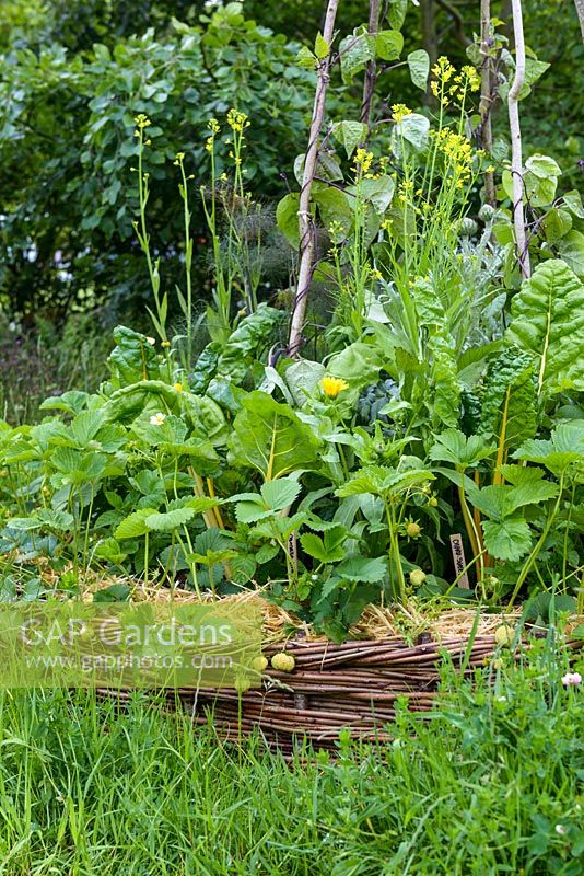 Strawberries, beans and chard in a round wicker planter. Belmond Enchanted Gardens - RHS Chatsworth Flower Show 2017. Designer: Butter Wakefield - Gold - People's Choice