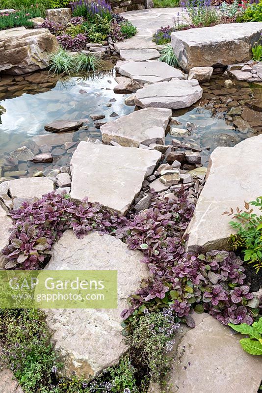 Ajuga reptans and Thyme. Borrowed Landscape in Naturalistic Water Garden - Jackie Knight's Just Add Water - RHS Chatsworth Flower Show 2017  Designer: Jackie Sutton - Built and sponsored by Jackie Knight Landscapes
