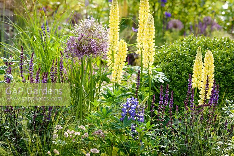 Perennial planting with Allium hollandicum 'Purple Sensation', Salvia 'Caradonna' and yellow Lupin in Cruse Bereavement Care: 'A Time for Everything' - RHS Chatsworth Flower Show 2017 - Designer: Neil Sutcliffe - Sponsor: London Stone