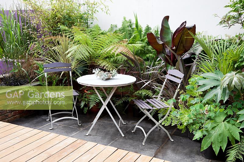 Small modern urban garden full of exotics with decking walkway over slate paving. Metal table and chairs with a border of bronze Phormium, Ferns, Bamboo, Cordyline australis and banana Ensete ventricosum 'Maurelii'. Pachyphytum oviferum - Moonstones - in pot on table.