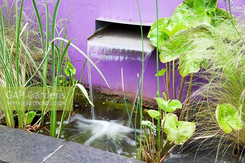 Modern waterfall water feature in purple painted wall planted with Marsh marigold - Caltha palustris 